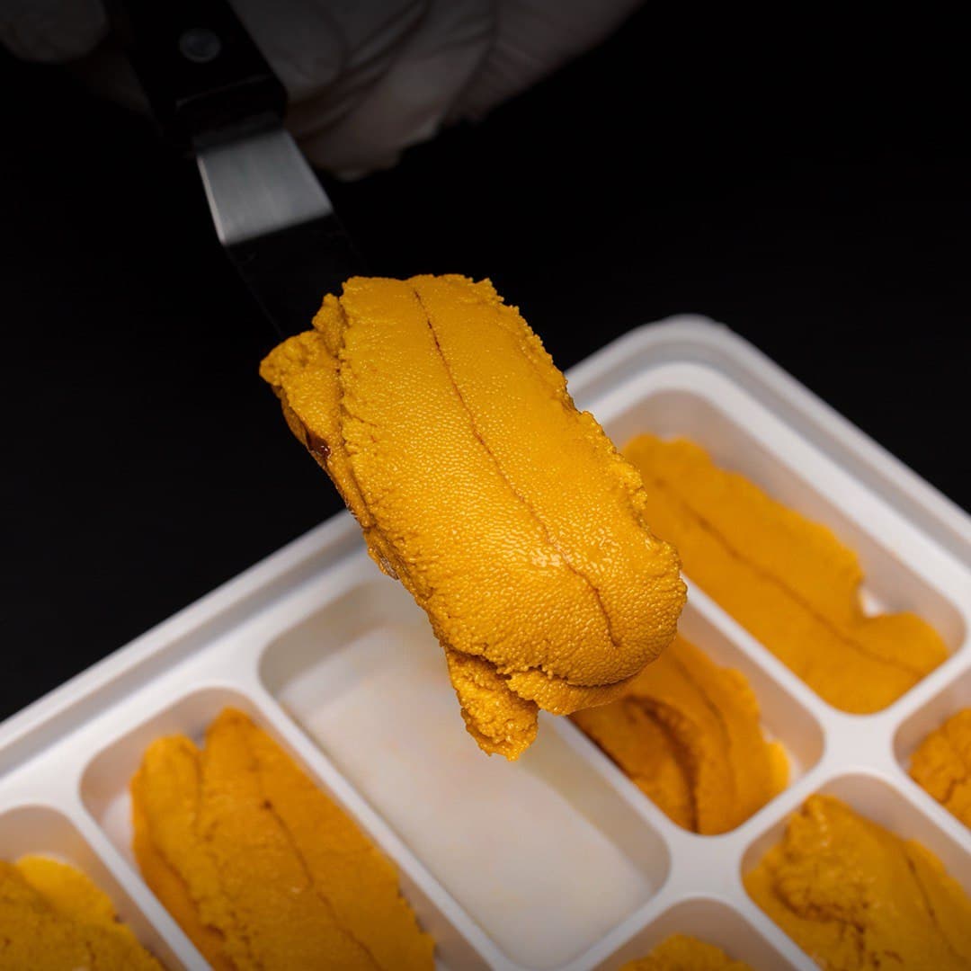 Chef lifting fresh Santa Barbara sea urchin tongue with spatula